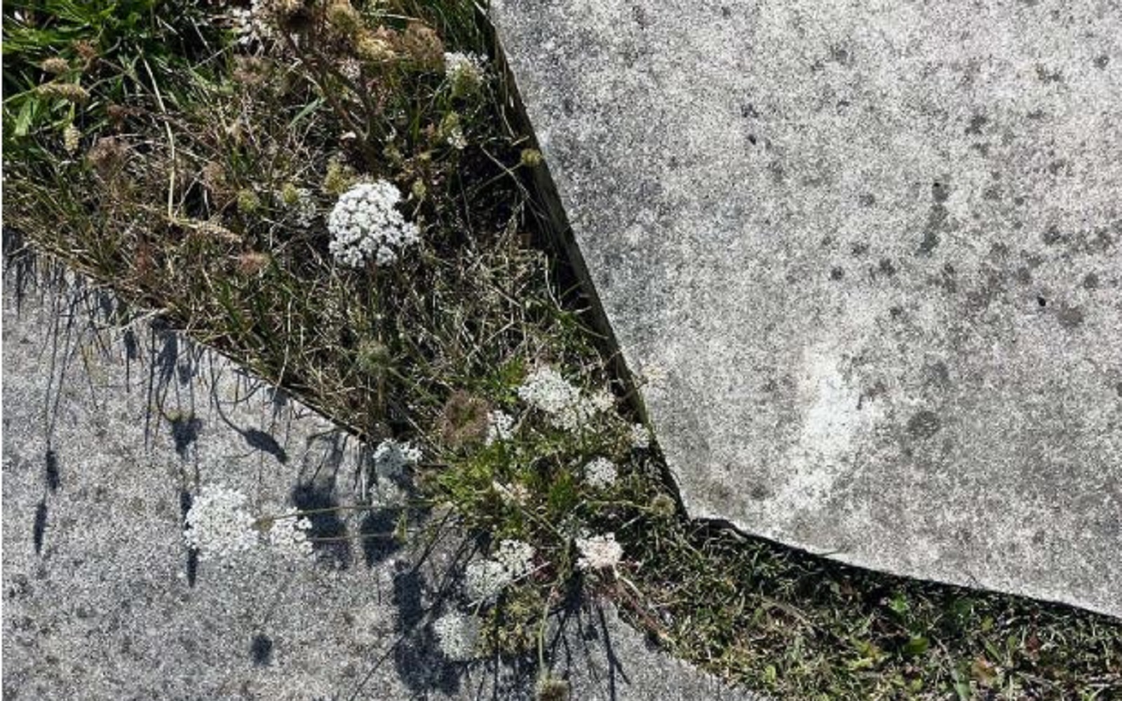 Mescolanze e turbolenze Naturale inclinazione 2026 venerdì 18 Settembre 2026 Treviso, Ca’ Scarpa ore 18 Ingresso libero